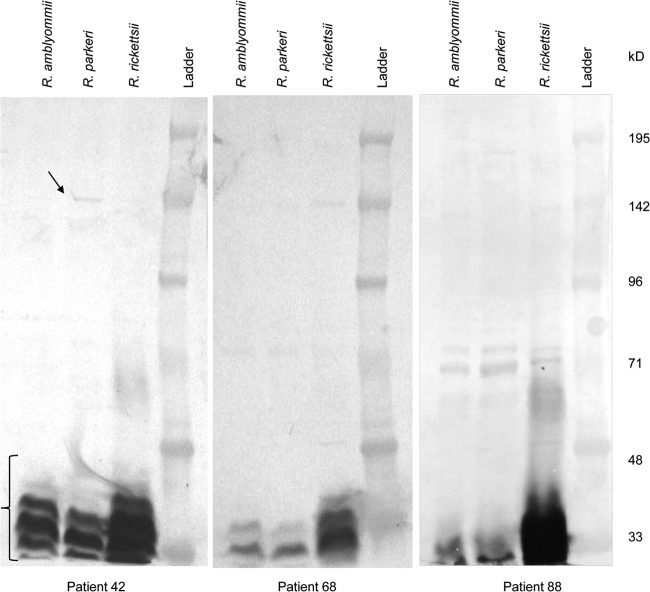 FIG 2