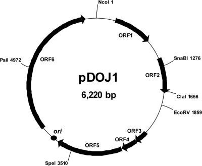 FIG. 1.