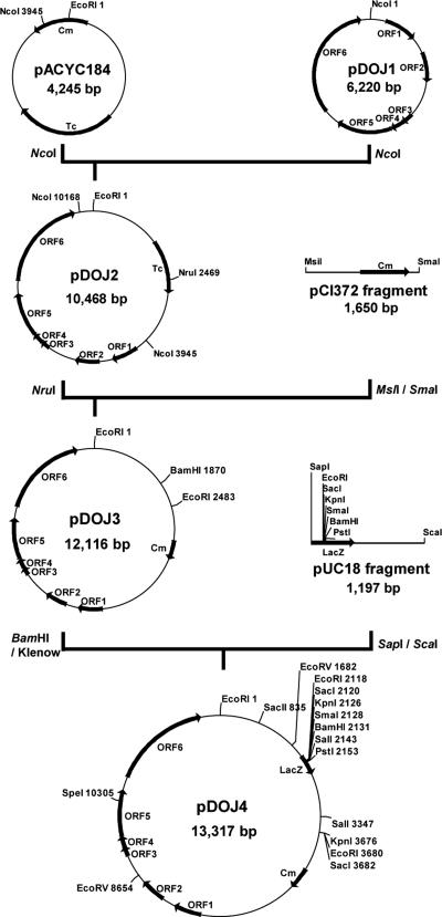 FIG. 5.