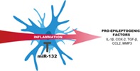 graphic file with name GLIA-68-60-g006.jpg