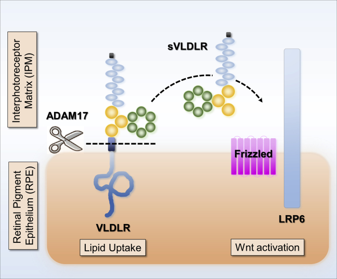 Figure 11