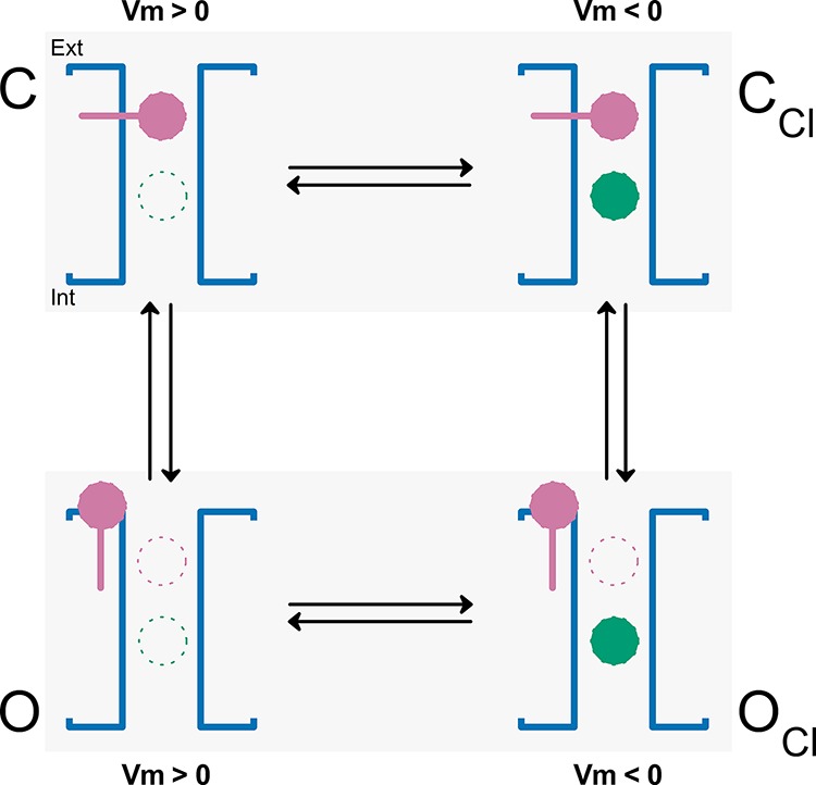 graphic file with name JGP_201511424_Scheme1.jpg