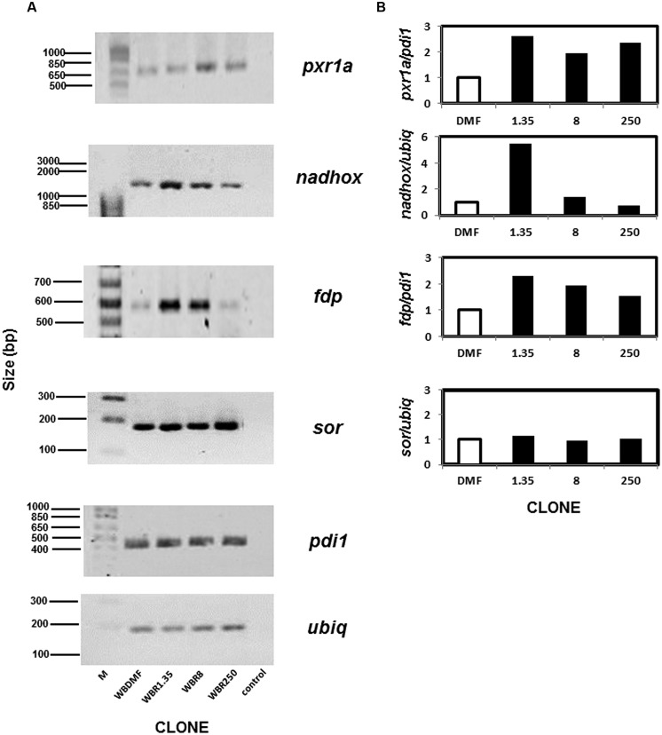 FIGURE 4