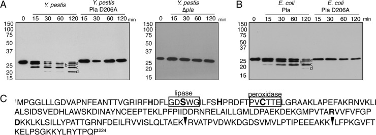 FIG 2