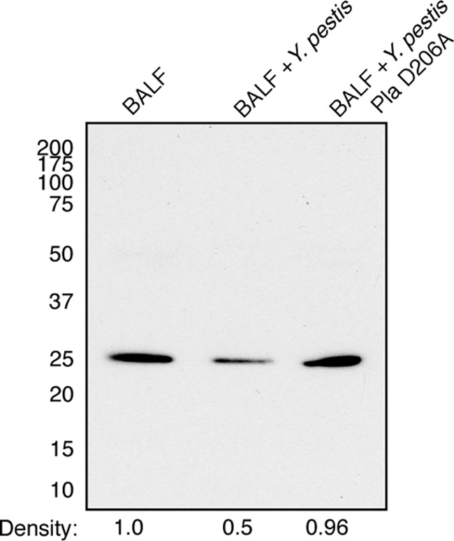 FIG 1