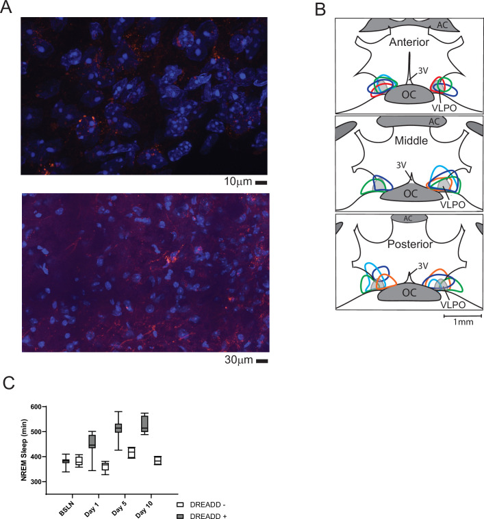 Figure 2—figure supplement 1.