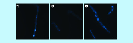 Figure 5. 