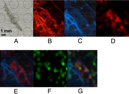 Fig. 6.