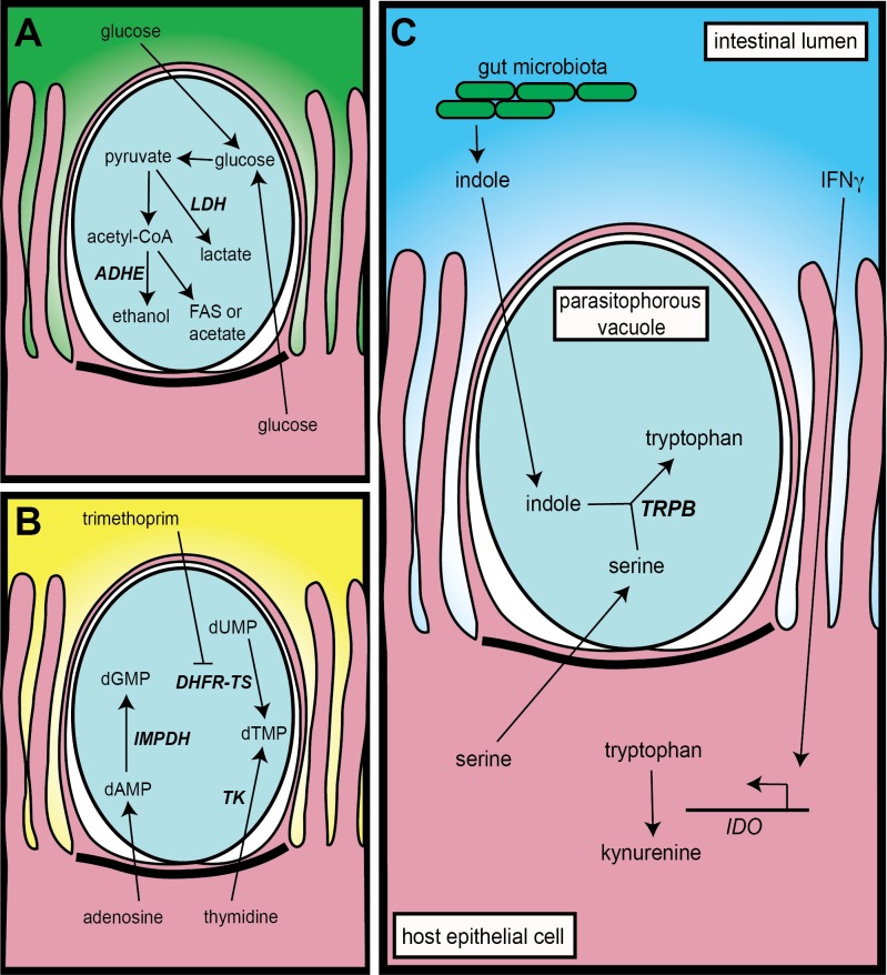 Fig 1