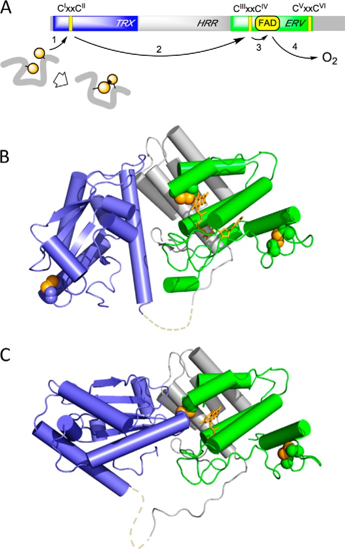 FIGURE 1.