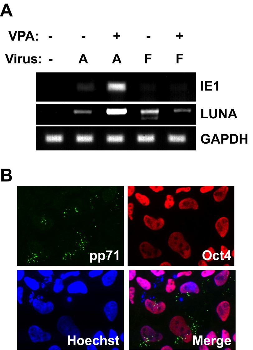 FIG 5 