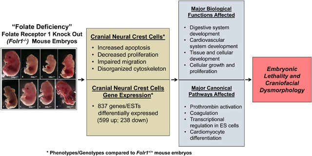 graphic file with name nihms-1653016-f0001.jpg