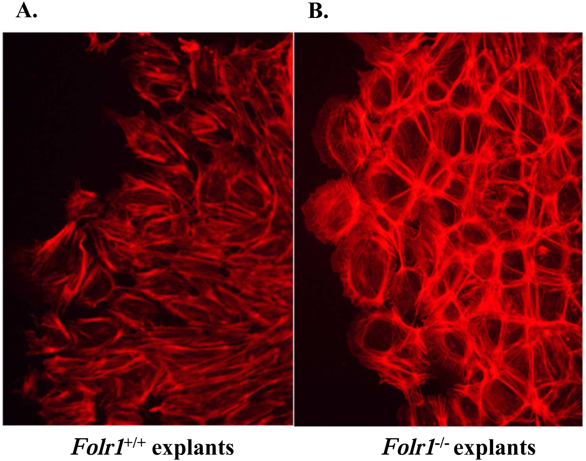 Figure 7: