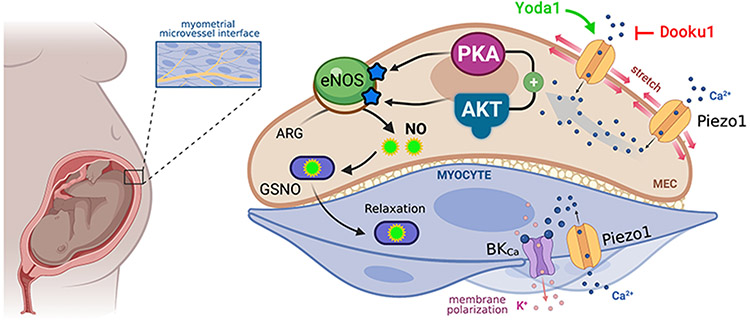 Figure 6: