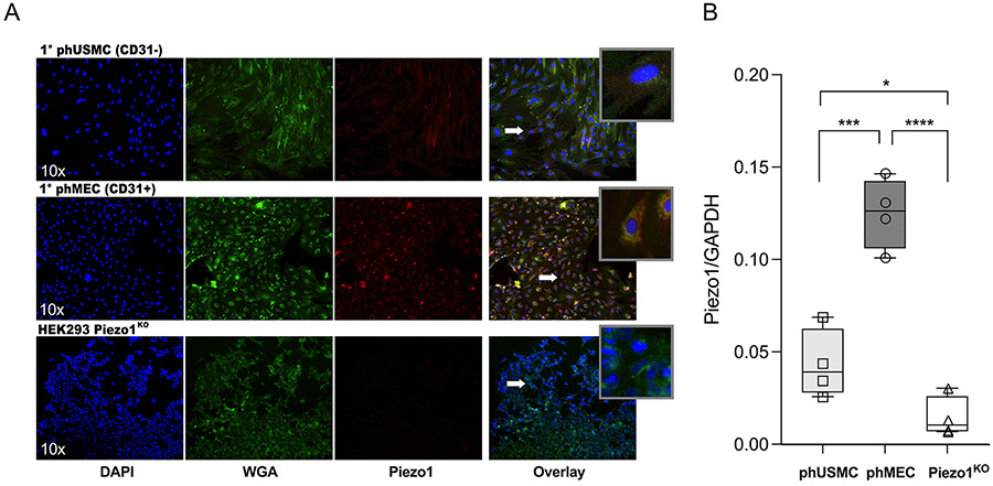 figure 2: