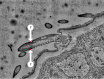 Figure 11—figure supplement 1.