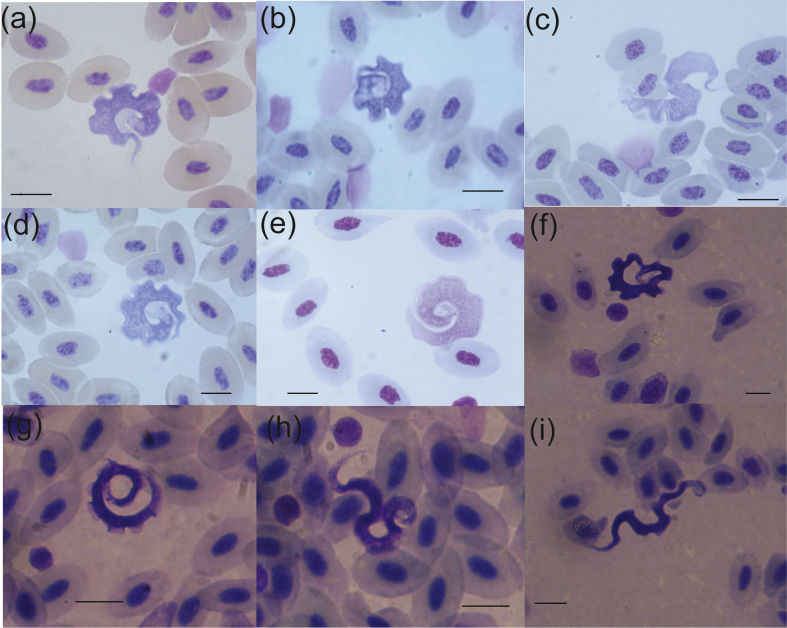 Fig. 3