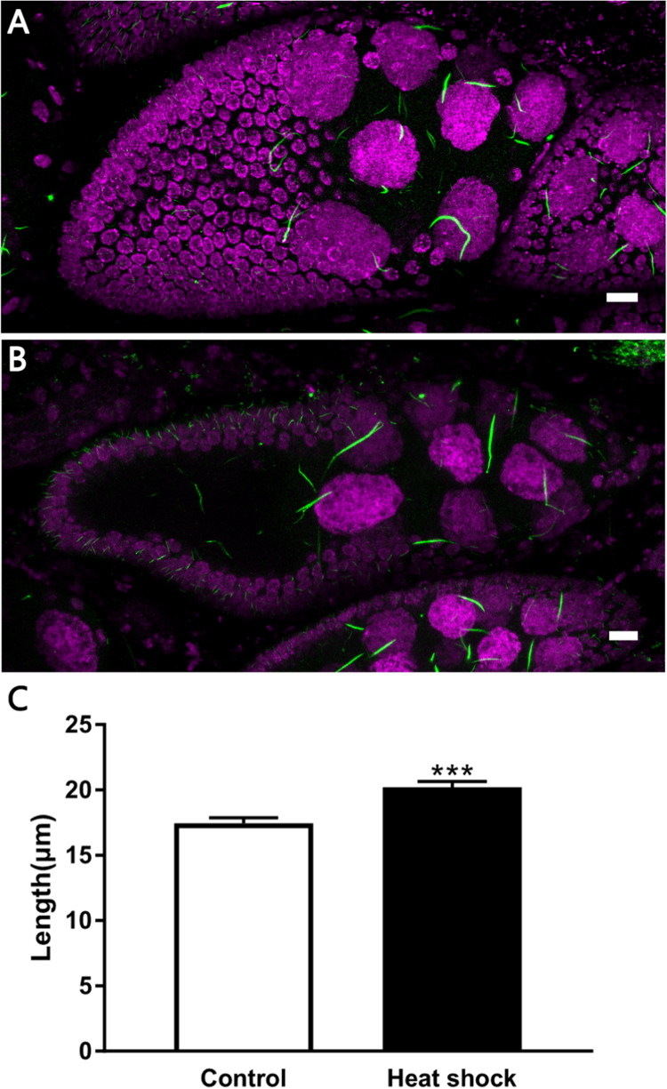 Fig. 10