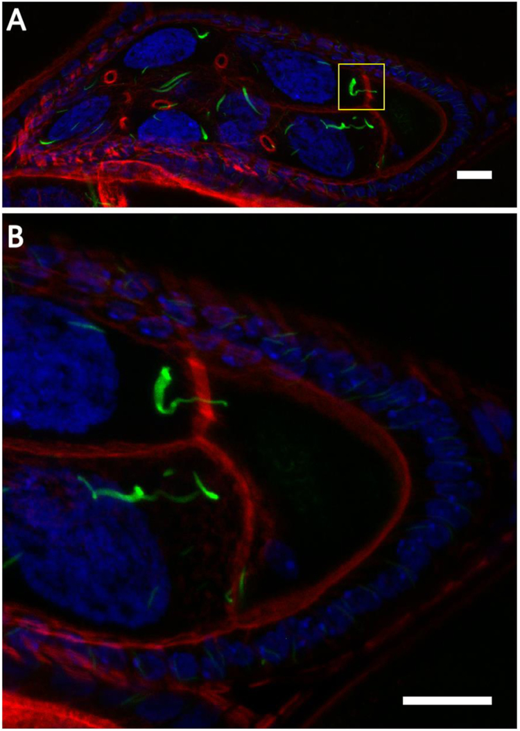 Fig. 9