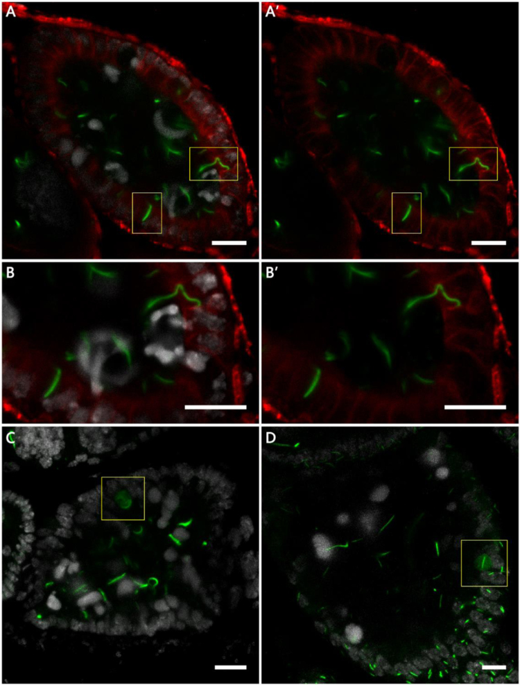 Fig. 6