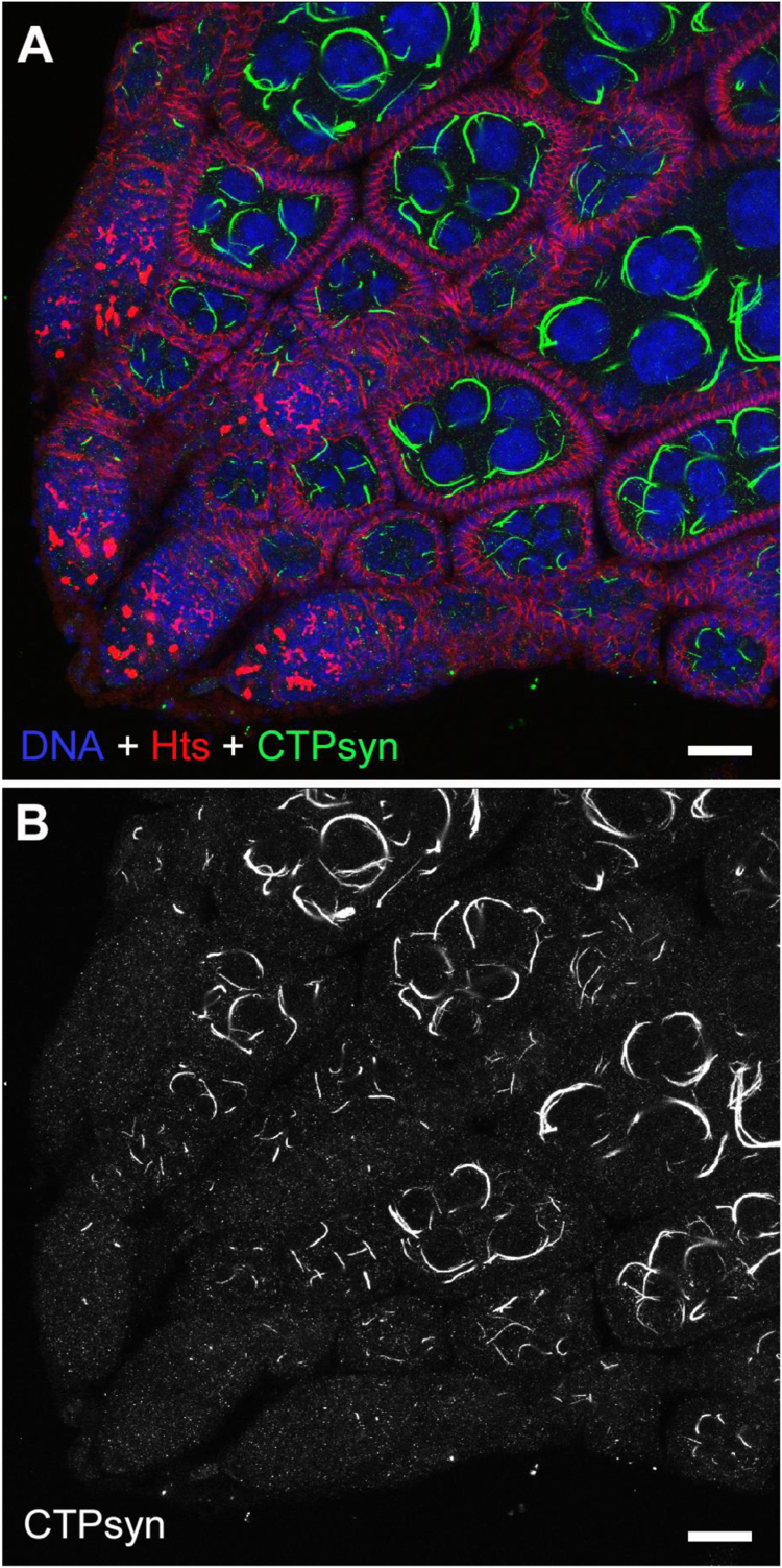 Fig. 7