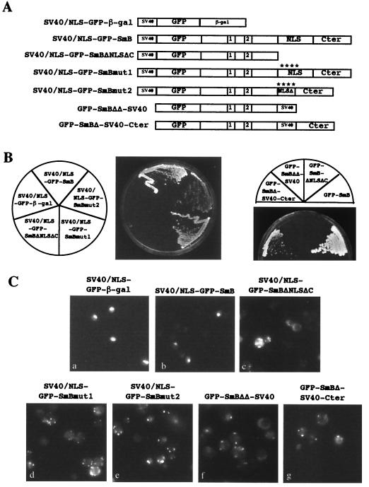 FIG. 8