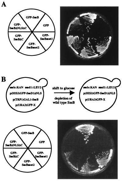 FIG. 7