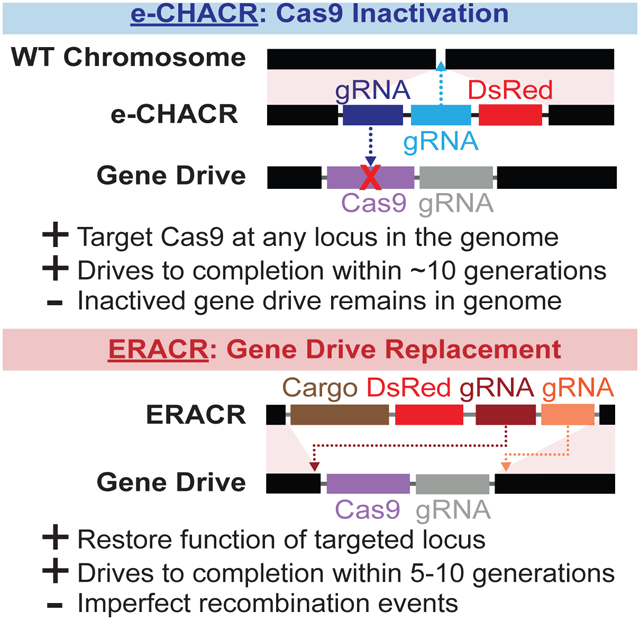 graphic file with name nihms-1627769-f0001.jpg