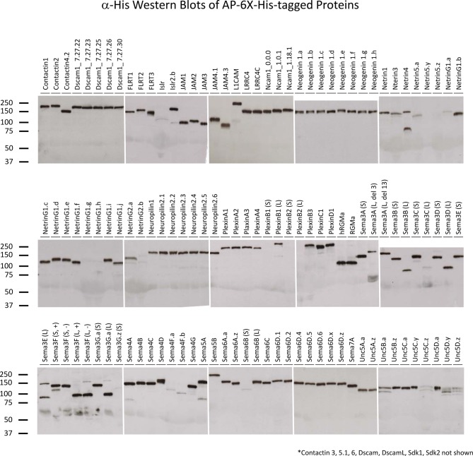 Figure 2—figure supplement 1.