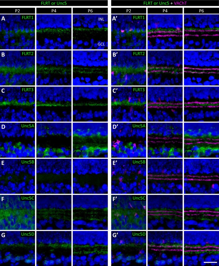 Figure 6—figure supplement 2.