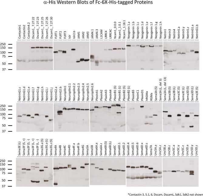 Figure 2—figure supplement 2.