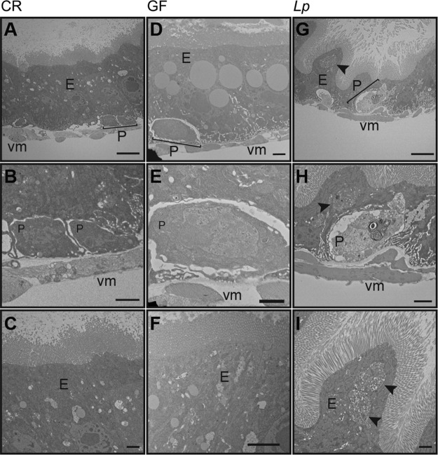 FIG 6 