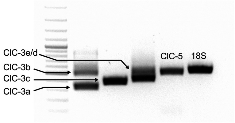 Figure 3.