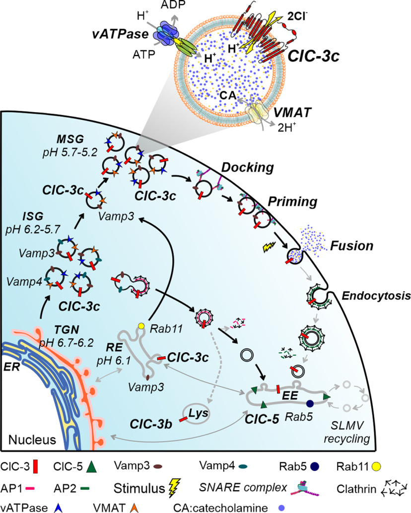 Figure 12.