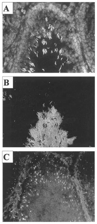 FIG. 9