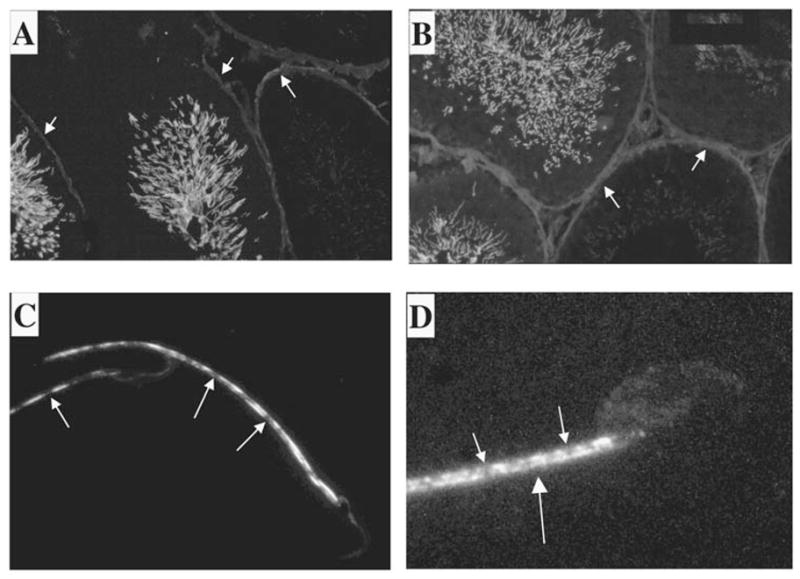 FIG. 7