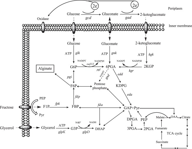 FIG 1