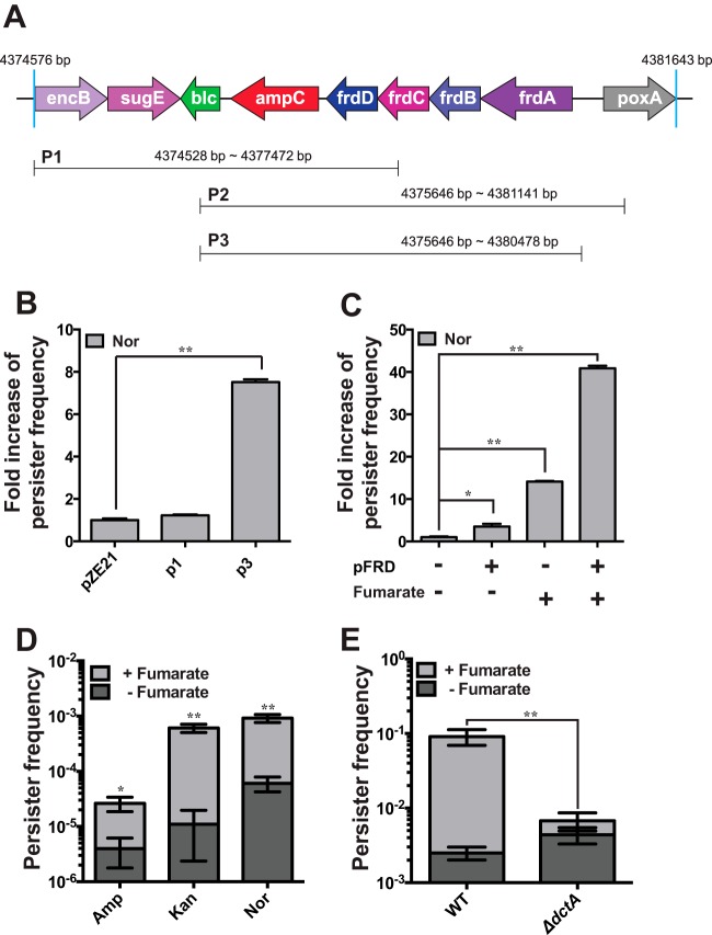 FIG 1