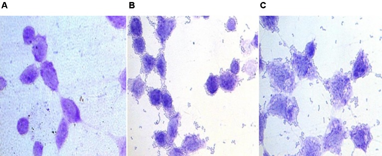 FIGURE 2