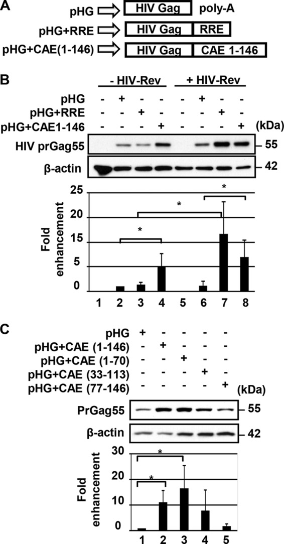 FIG 3