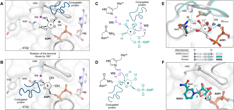 Fig. 8.