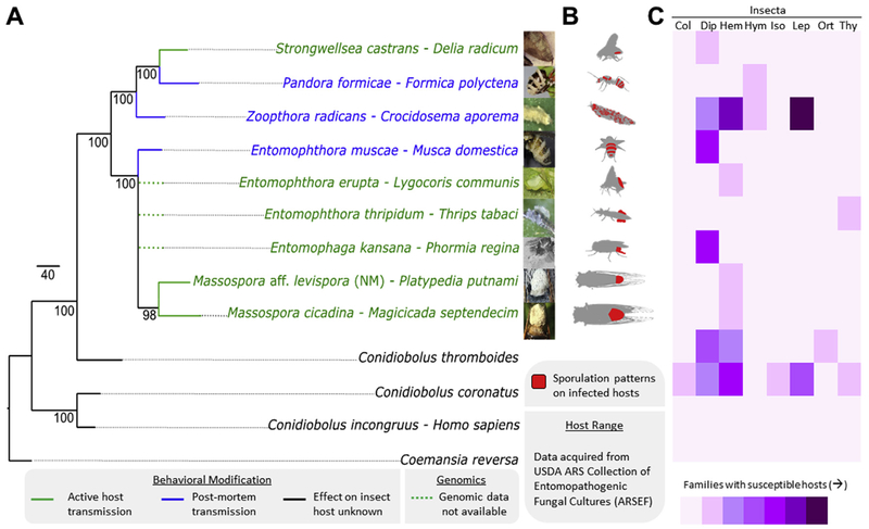 Fig. 7.