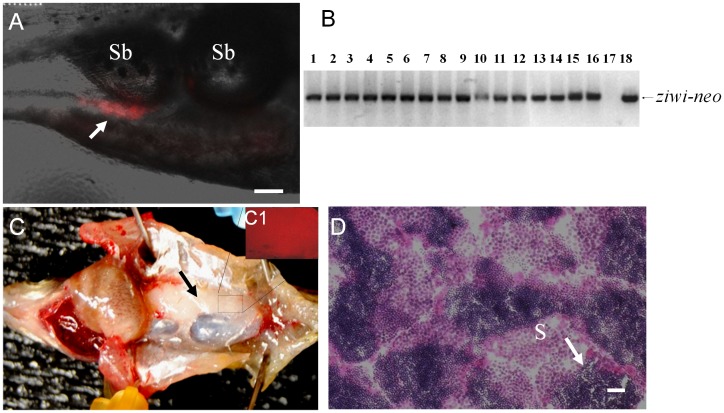 Figure 6