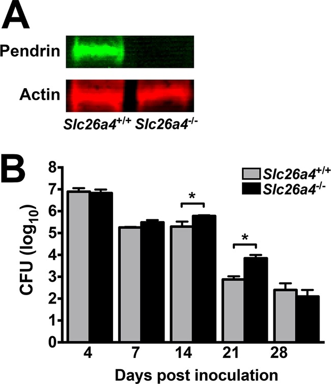 FIG 5