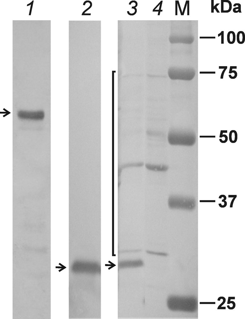 Fig. 5.