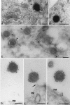 FIG. 2.
