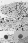 FIG. 1.