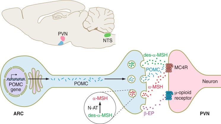 FIGURE 3.