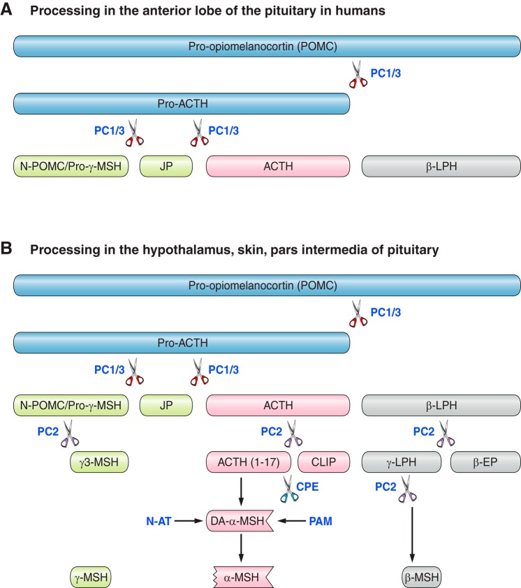 FIGURE 1.