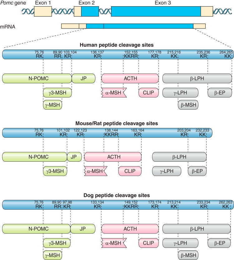 FIGURE 2.